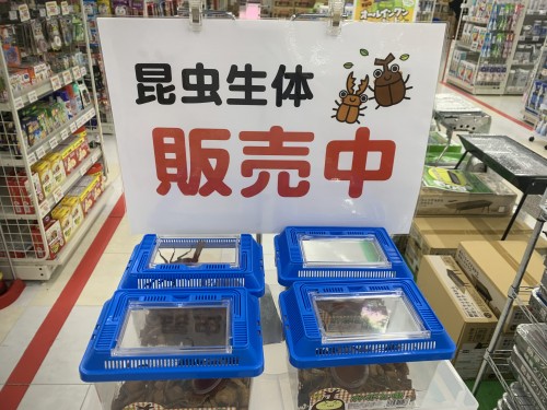 トップ.jpeg