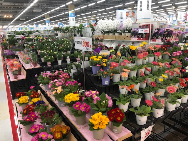 春の鉢花フェア ブログ 高島店 Super Center Plant