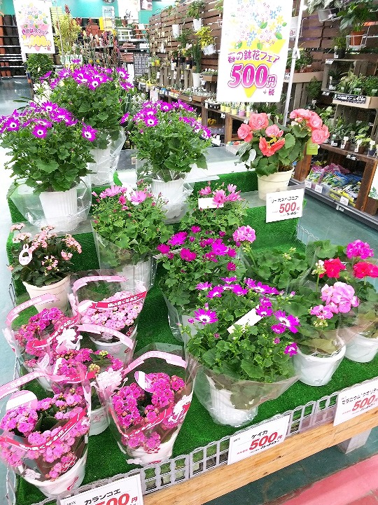 春の鉢花フェア ブログ 瑞穂店 Super Center Plant